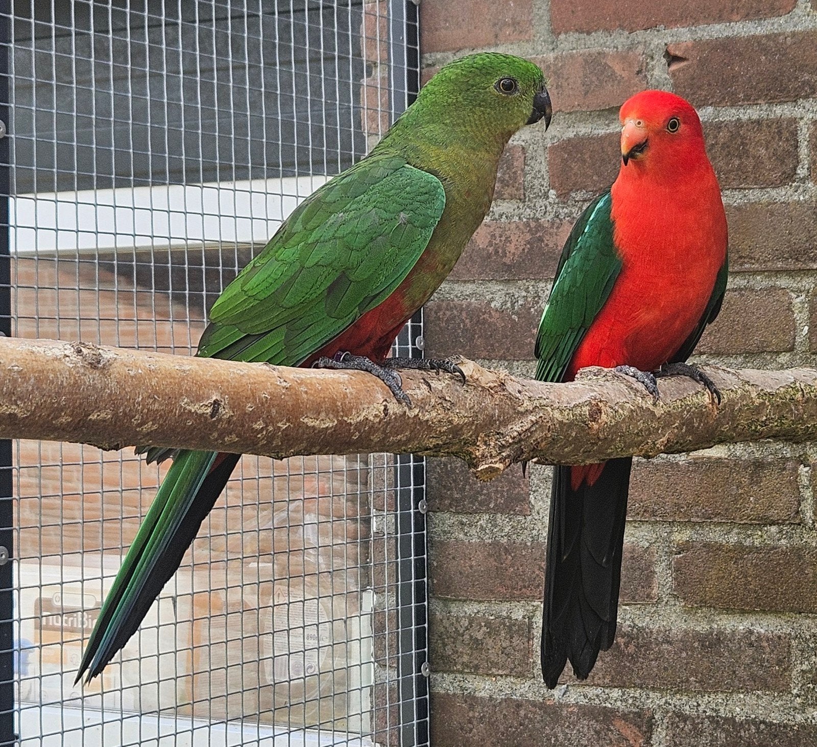 1-1 Koningsparkiet, Meerdere dieren, Parkiet