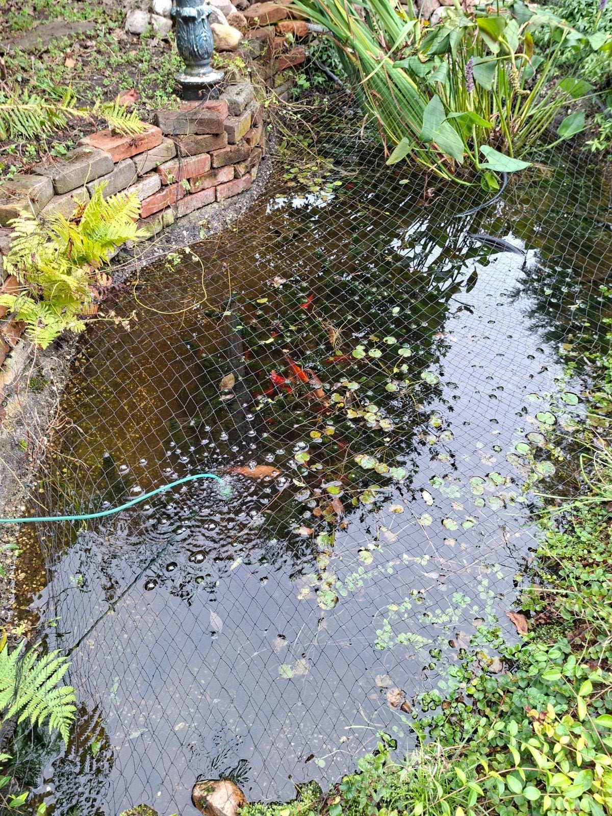 goudvissn, Tuin en Terras, Ophalen, Nieuw