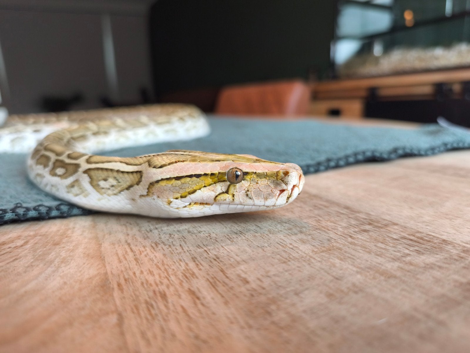 0.1 Tijgerpython Hypo het. Albino