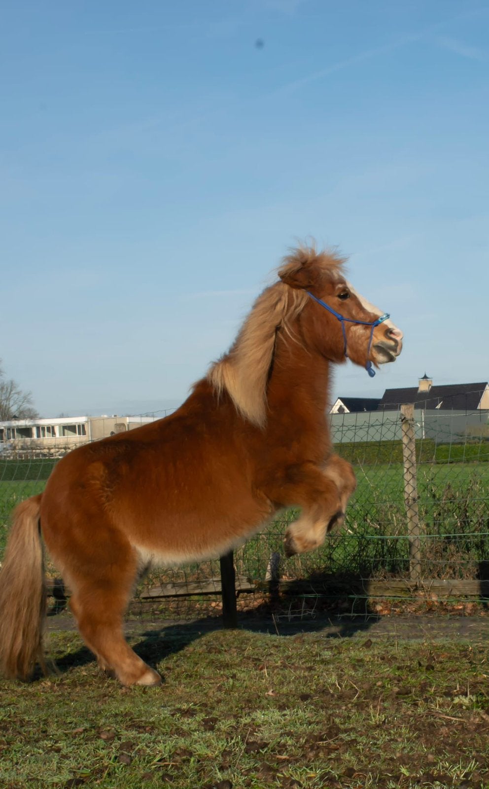Verzorger aangeboden\ verzorg pony gezocht!!!, Ophalen of Verzenden