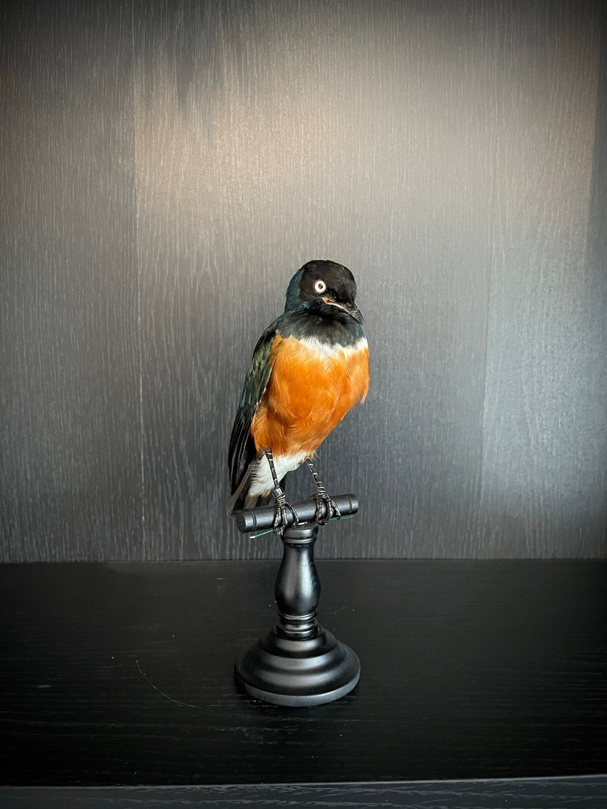 Opgezette driekleurige glansspreeuw - taxidermie, Verzamelen, Ophalen, Zo goed als nieuw, Vogel, Opgezet dier