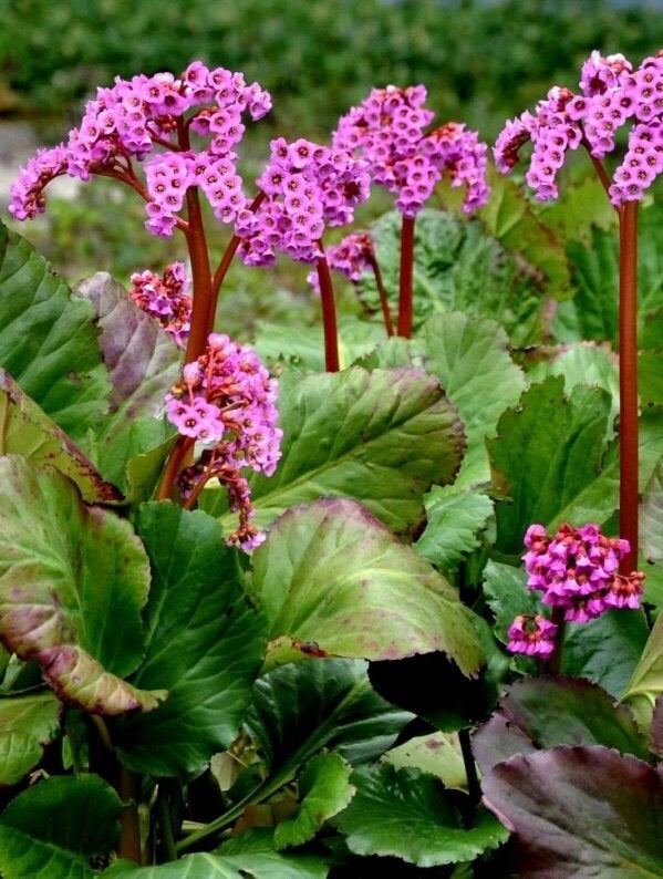 Schoenlappersplant (Bergenia) - Sterke vaste plant, Tuin en Terras, Planten | Tuinplanten, Bodembedekkers, Vaste plant, Ophalen of Verzenden