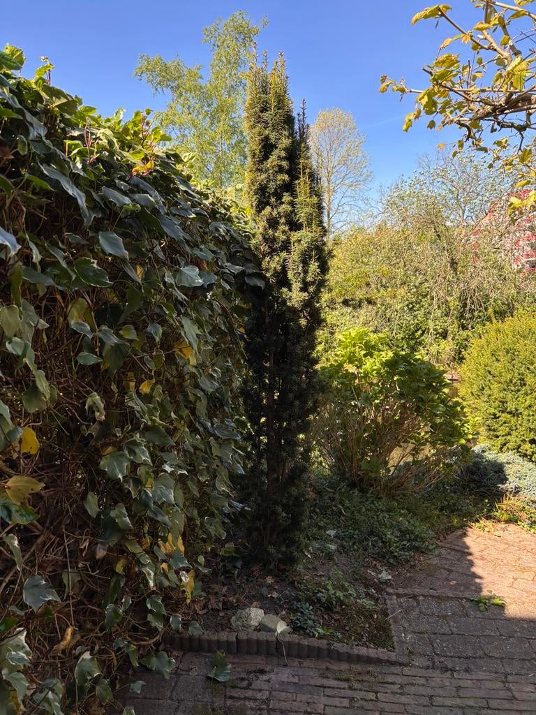 Taxus plm 2,5 meter, Ophalen, Taxus