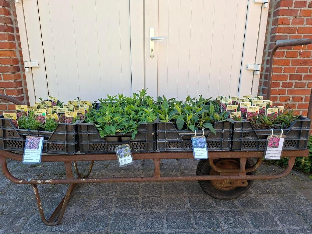 Mooie soorten Asters in pot!, Ophalen, Overige soorten, Volle zon