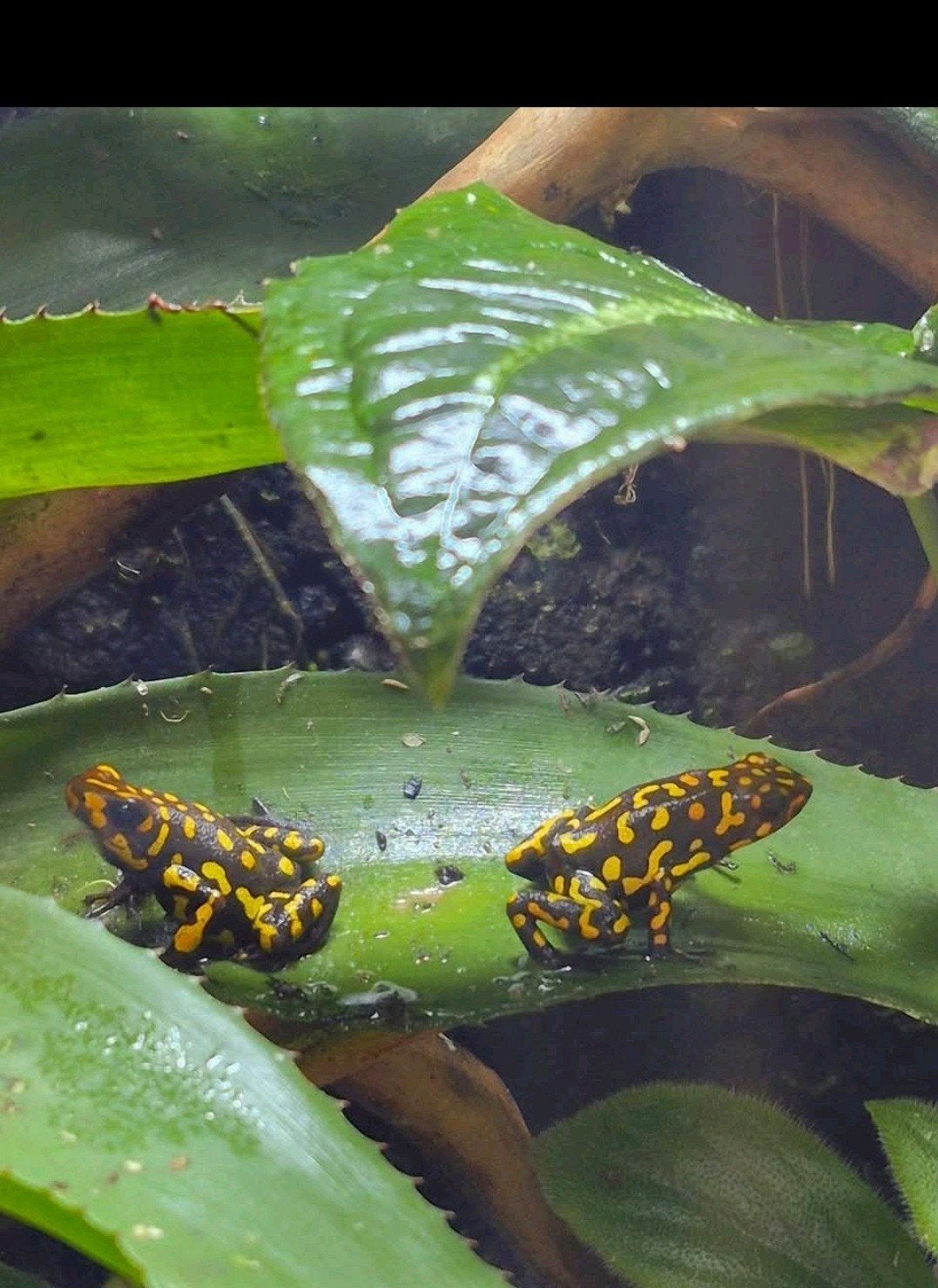 oophaga histrionica Redhead Small Form, Dieren en Toebehoren, Ophalen of Verzenden