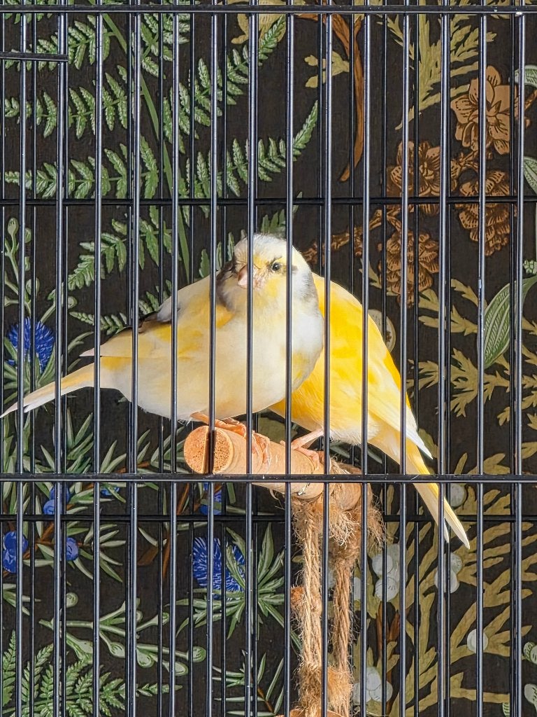 Jonge Harlekijn X Gloster corona Kanaries, Dieren en Toebehoren, Meerdere dieren, Postuurkanarie