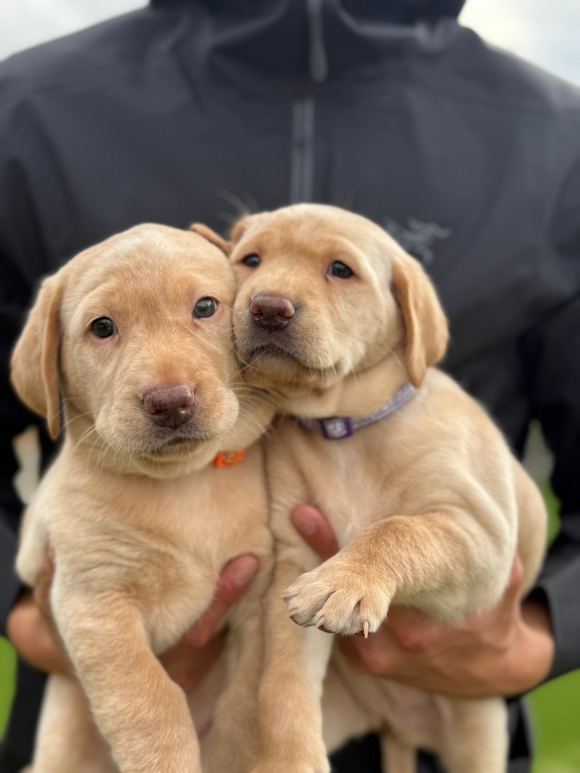 Labrador  puppy’s, 2 blonde teefjes uit geteste ouders, Parvo, 8 tot 15 weken, Teef, Labrador retriever