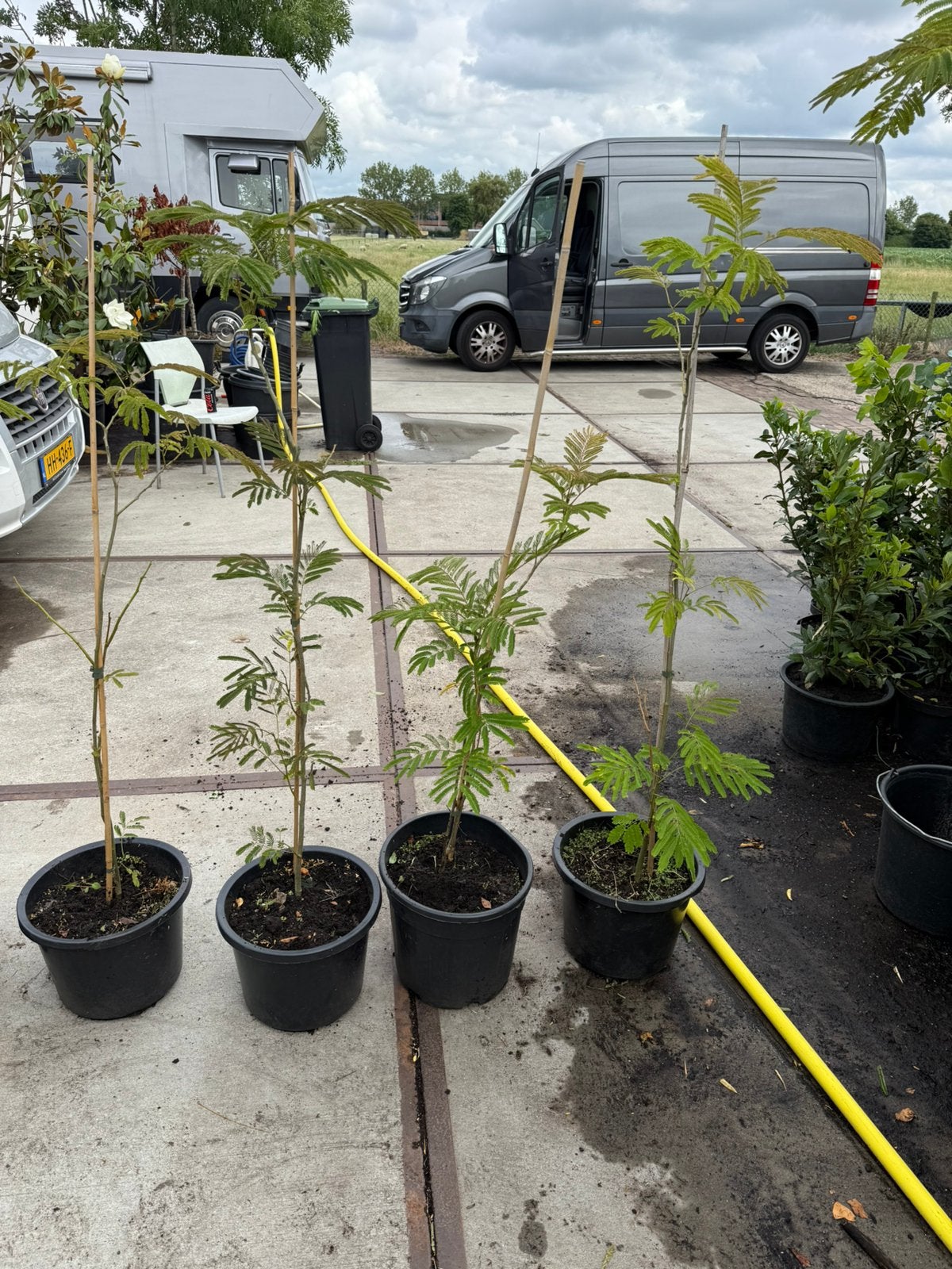 Jonge slaap boompjes goed geworteld grote pot nu  aanbieding, Volle zon, Vaste plant, Zomer, Ophalen