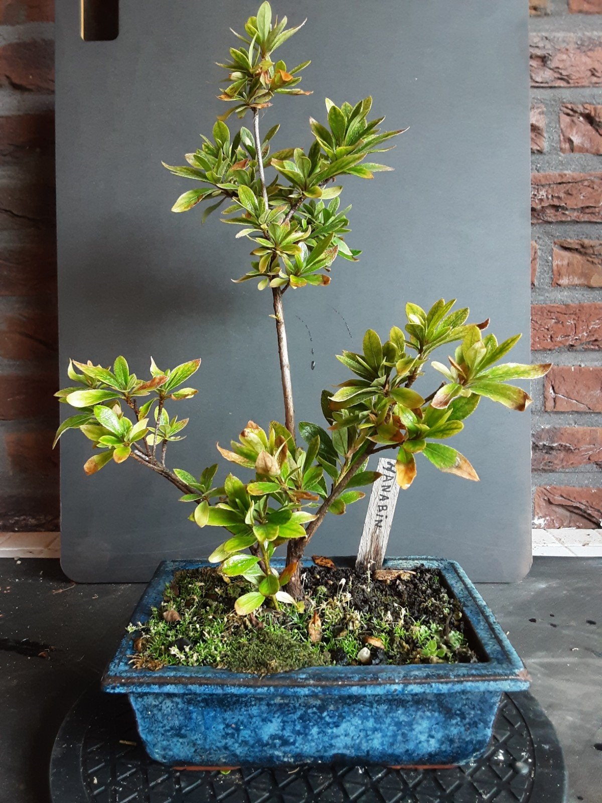 Hanabin Bonsai - Unieke Azalea in blauwe pot, Ophalen, Bloeit niet, Halfschaduw, Overige soorten