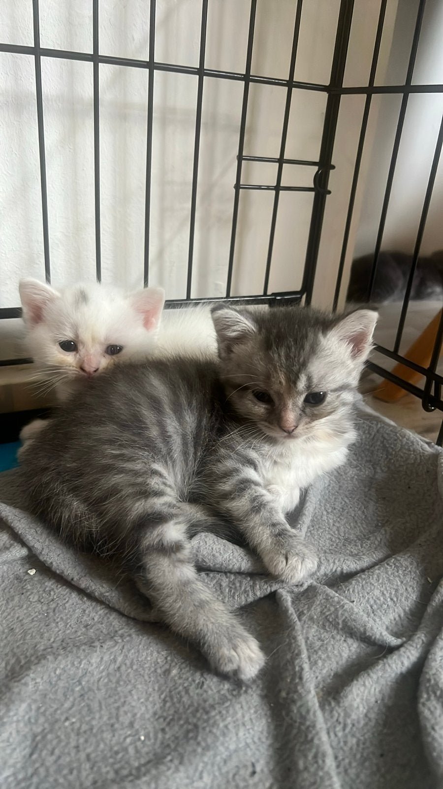 Perzische langhaar kittens, Meerdere dieren, Langharig