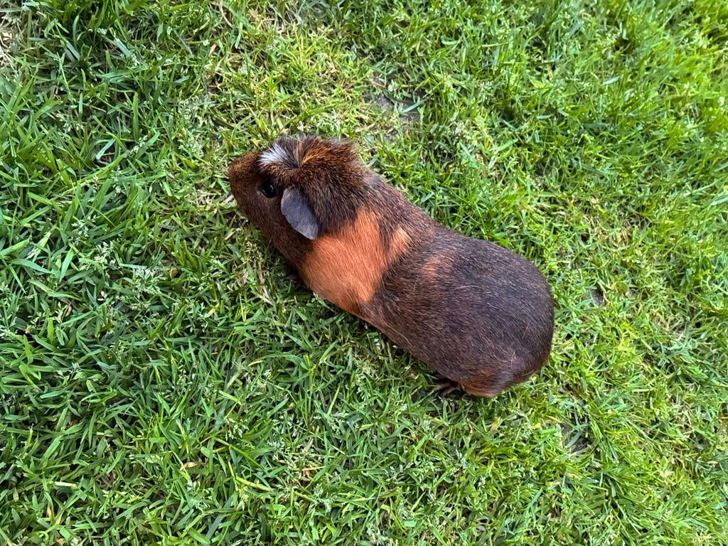 Cavia’s te koop, Oktober, Mannelijk, Cavia
