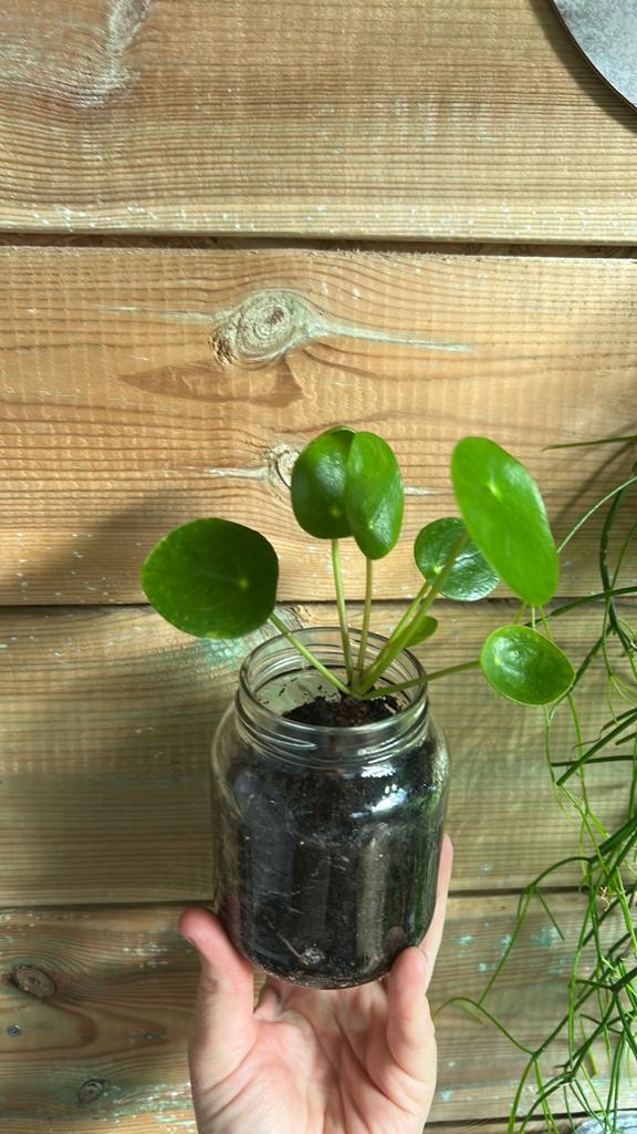 Sterke Pilea, Huis en Inrichting, Kamerplanten, Ophalen, Halfschaduw, Minder dan 100 cm