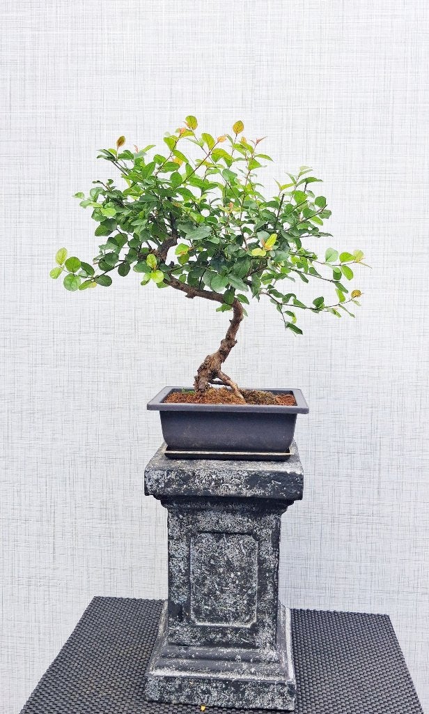 1 Chinese Liguster Bonsai - Ligustrum Lucidum, Tuin en Terras, In pot, Bloeit niet, Halfschaduw, Minder dan 100 cm