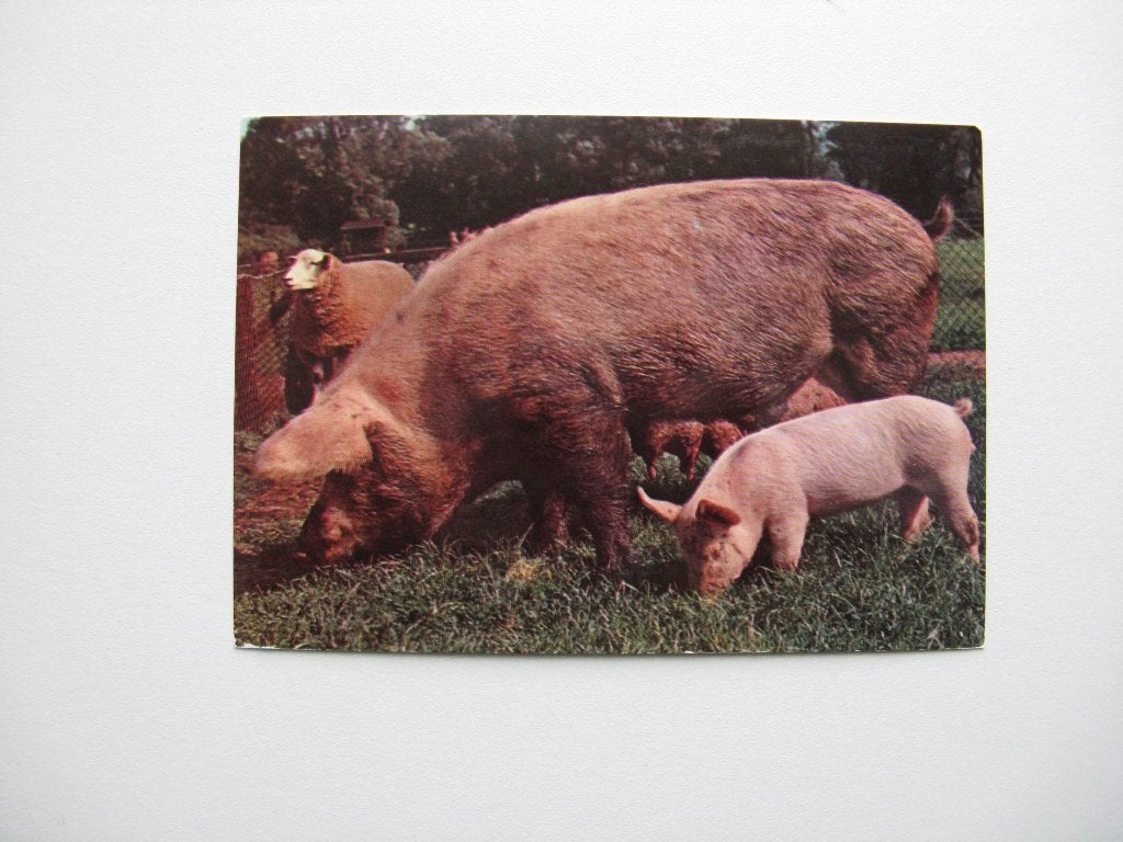 7 ongelopen Dieren ansichtkaarten, Verzenden, 1980 tot heden, Ongelopen, Overige soorten