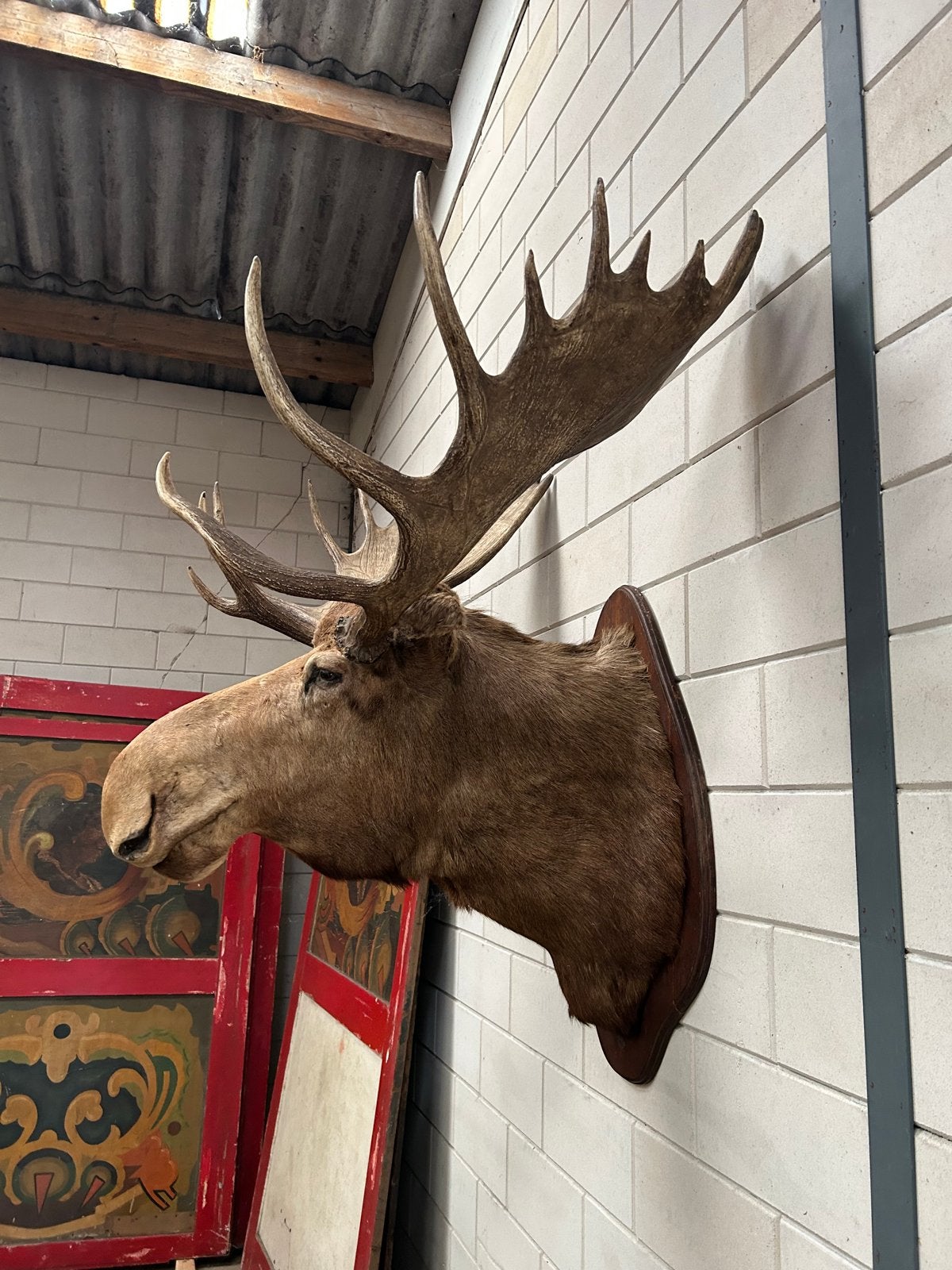 Prachtige grote Canadese eland - 147cm breed, Ophalen, Gebruikt, Wild dier, Opgezet dier