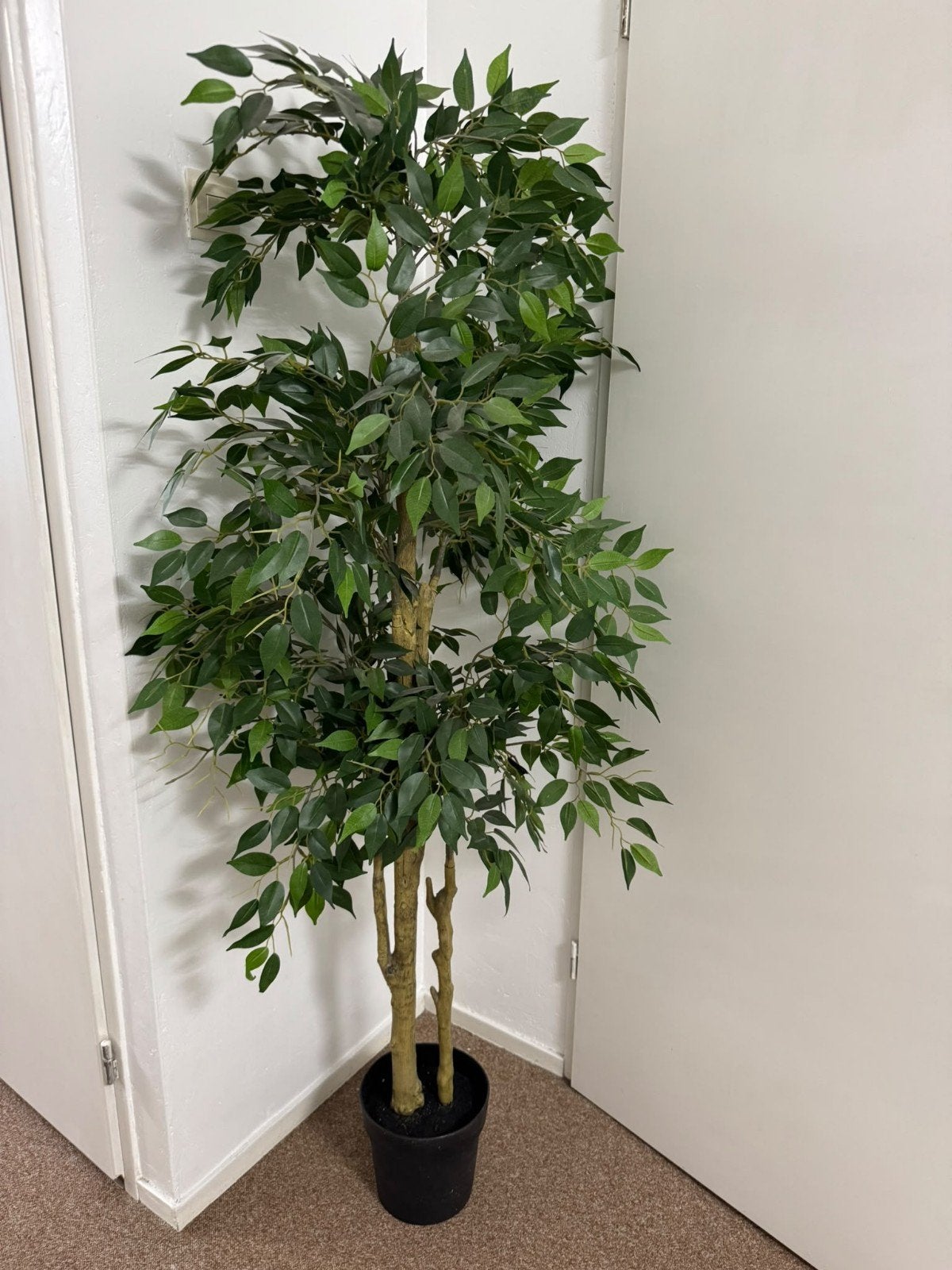 Kunstplant Ficus 170 cm hoog voor huis en inrichting, Binnen, Groen, Met pot of vaas, Kunstplant