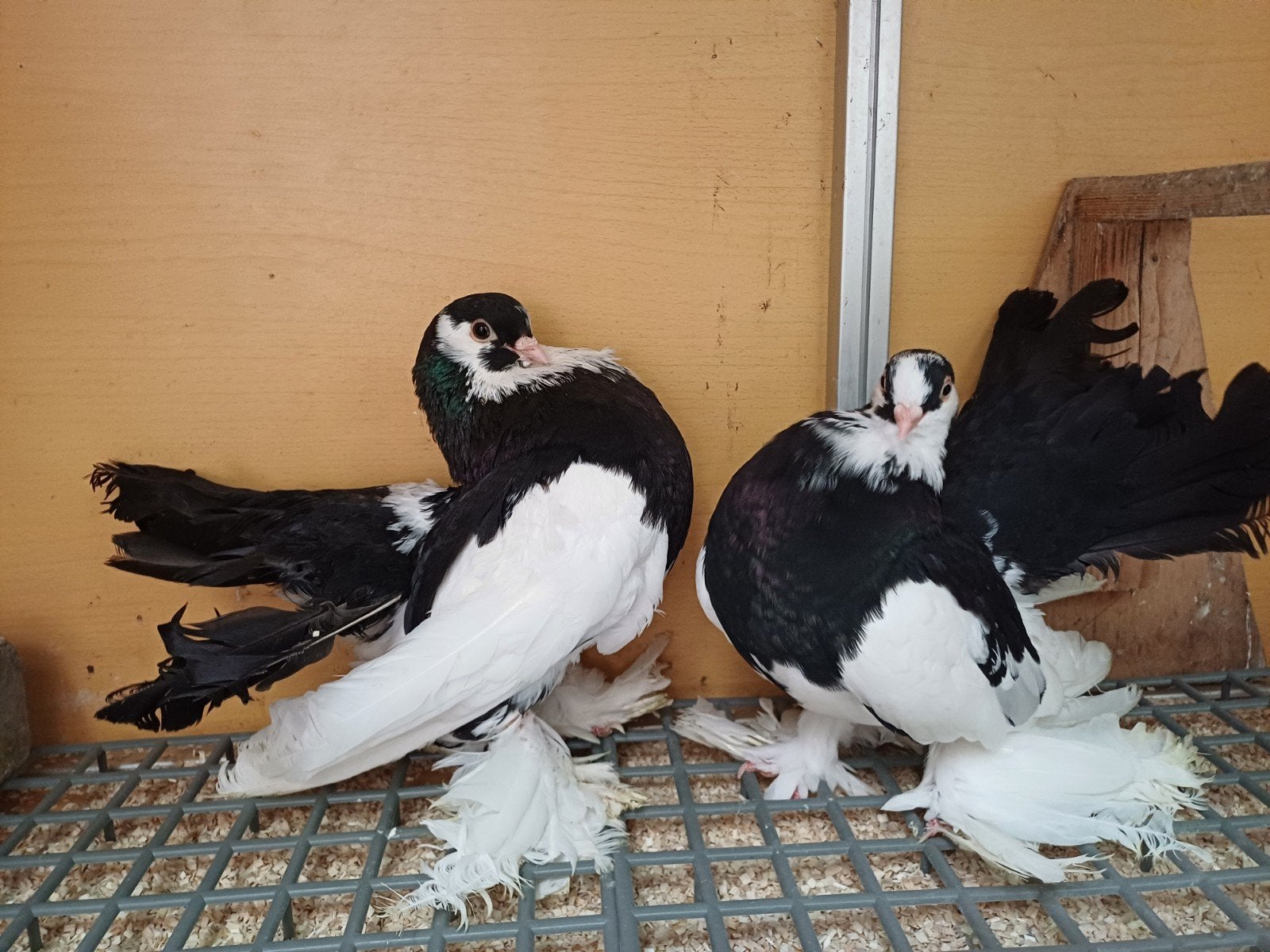 2 koppels postur tuimelaars bieden, Dieren en Toebehoren, Vogels | Duiven, Meerdere dieren