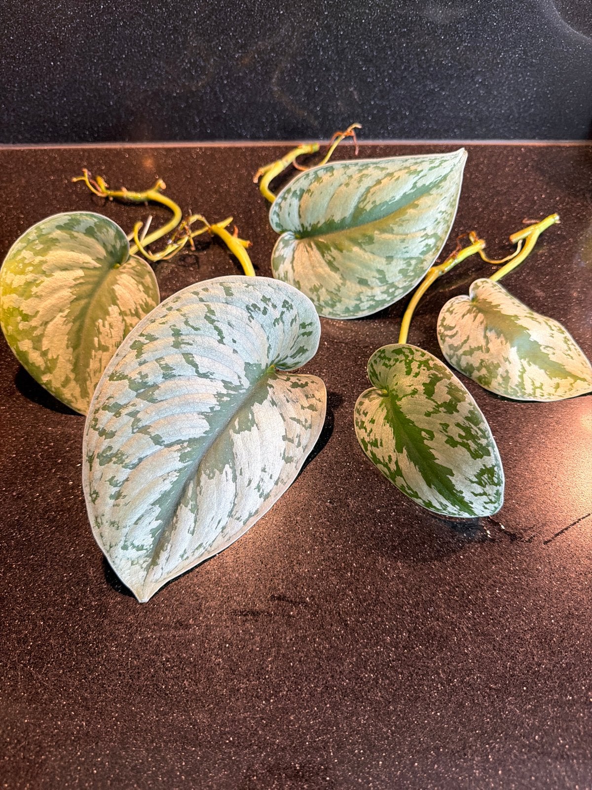 Scindapsus Pictus Exotica stekken, Huis en Inrichting, Kamerplanten, Ophalen