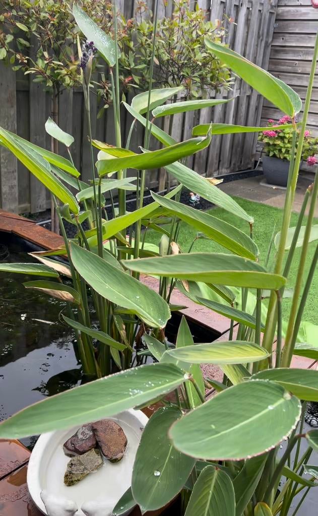 Vijverplanten, Tuin en Terras, Vijver-toebehoren, Ophalen
