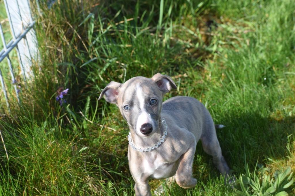 Whippet pups ouders aanwezig, Dieren en Toebehoren, België, Meerdere, Meerdere dieren, Fokker | Professioneel