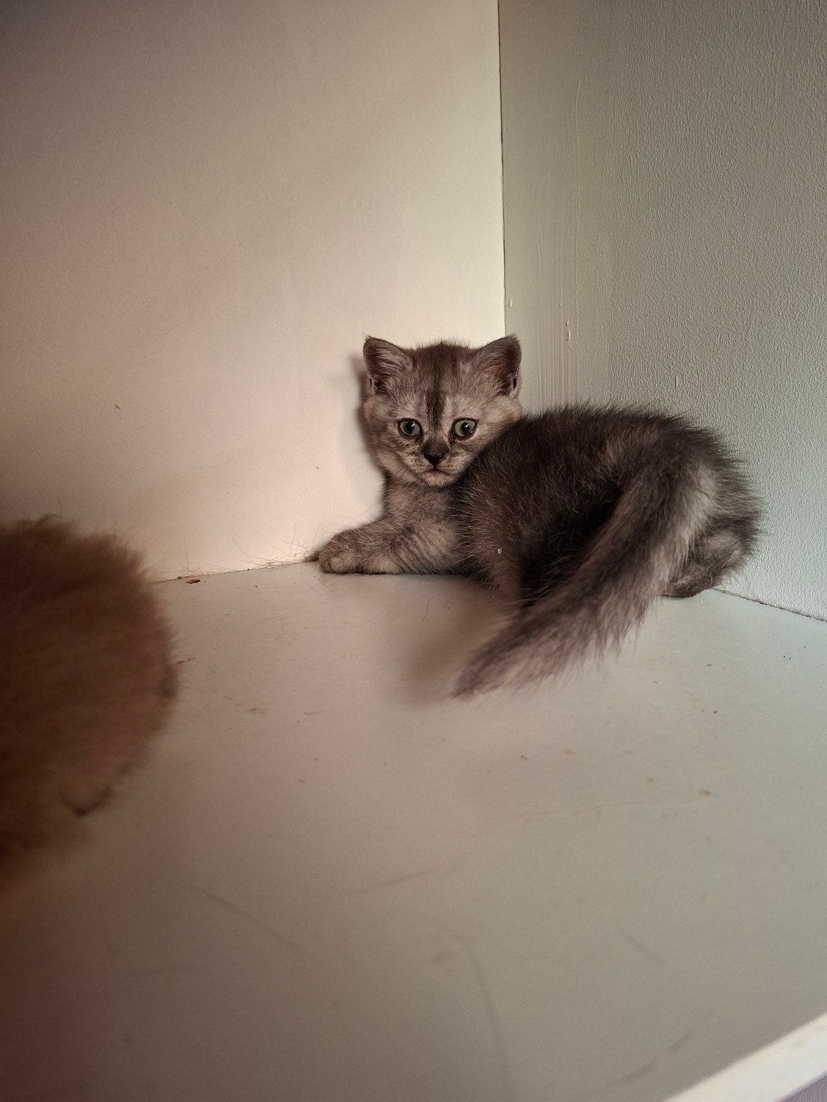 Prachtige Britse kittens te koop ️