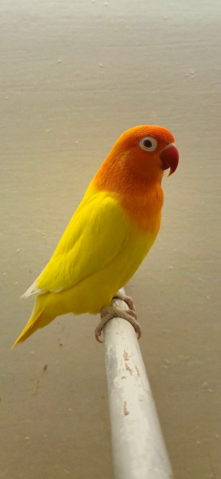 Mooie fischeri's, Dieren en Toebehoren, Meerdere dieren, Dwergpapegaai of Agapornis, Geringd