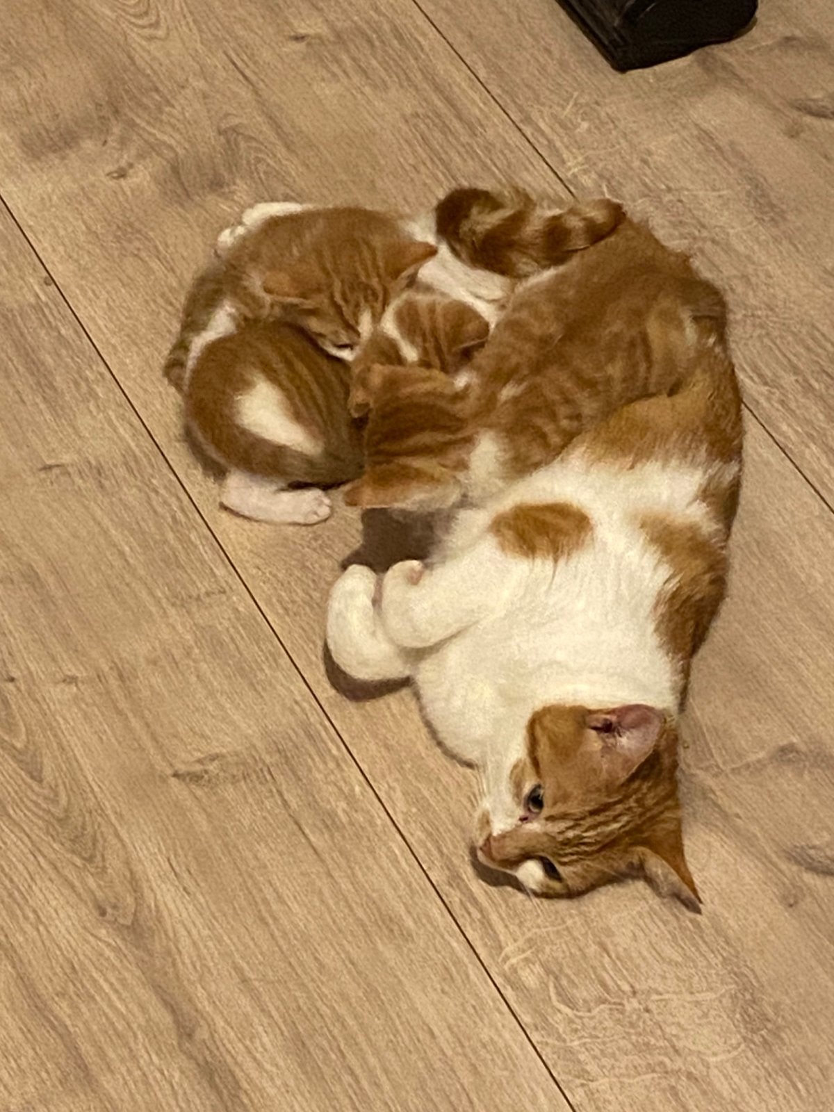 Kittens rood/wit te koop, Kater, Kortharig, 0 tot 2 jaar