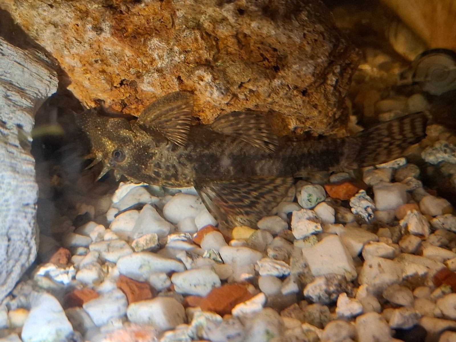 Algen eters, Dieren en Toebehoren, Vissen | Aquariumvissen, Vis