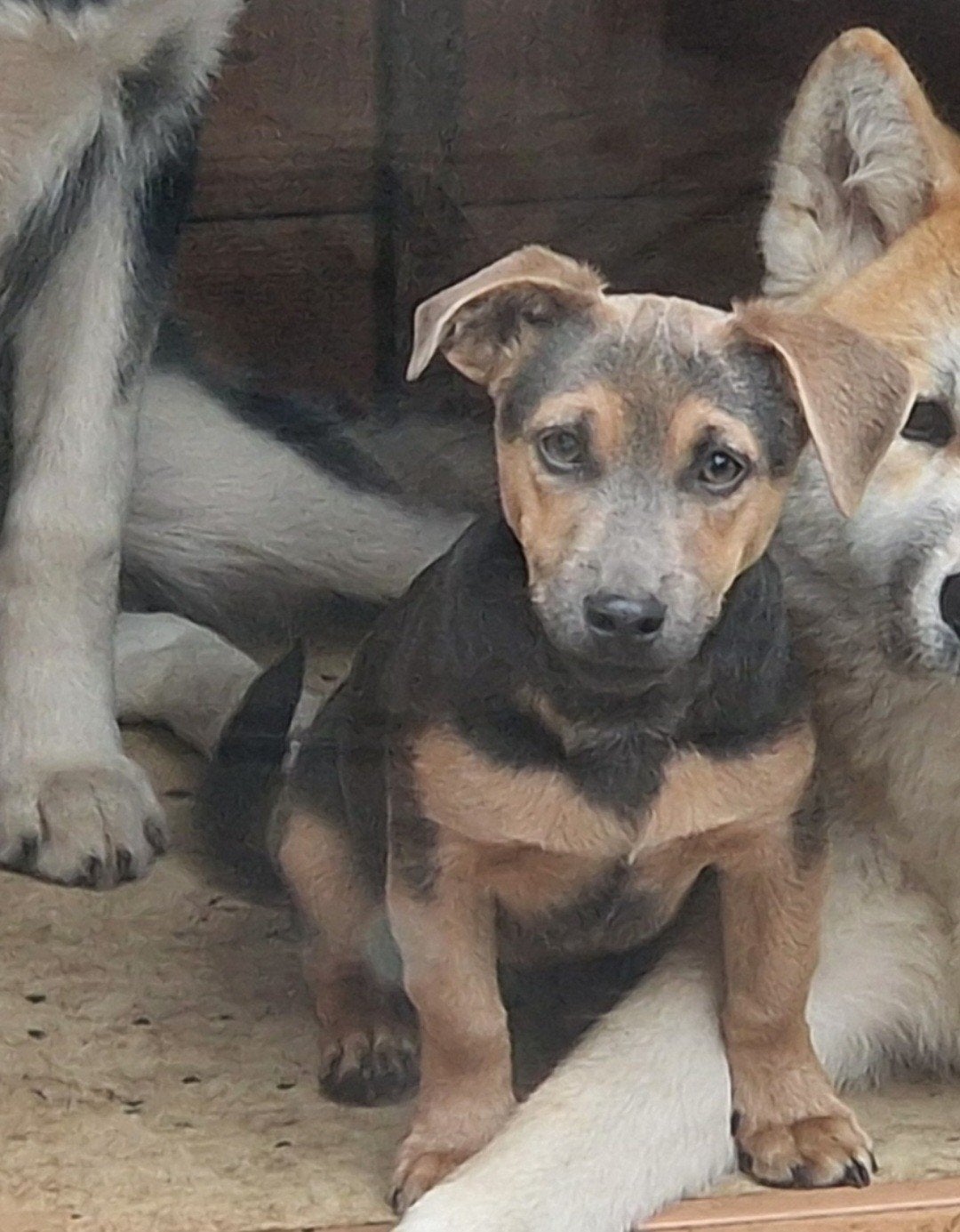 jack russel mannetje, Dieren en Toebehoren, Reu, 1 tot 2 jaar, Eén hond, Nederland