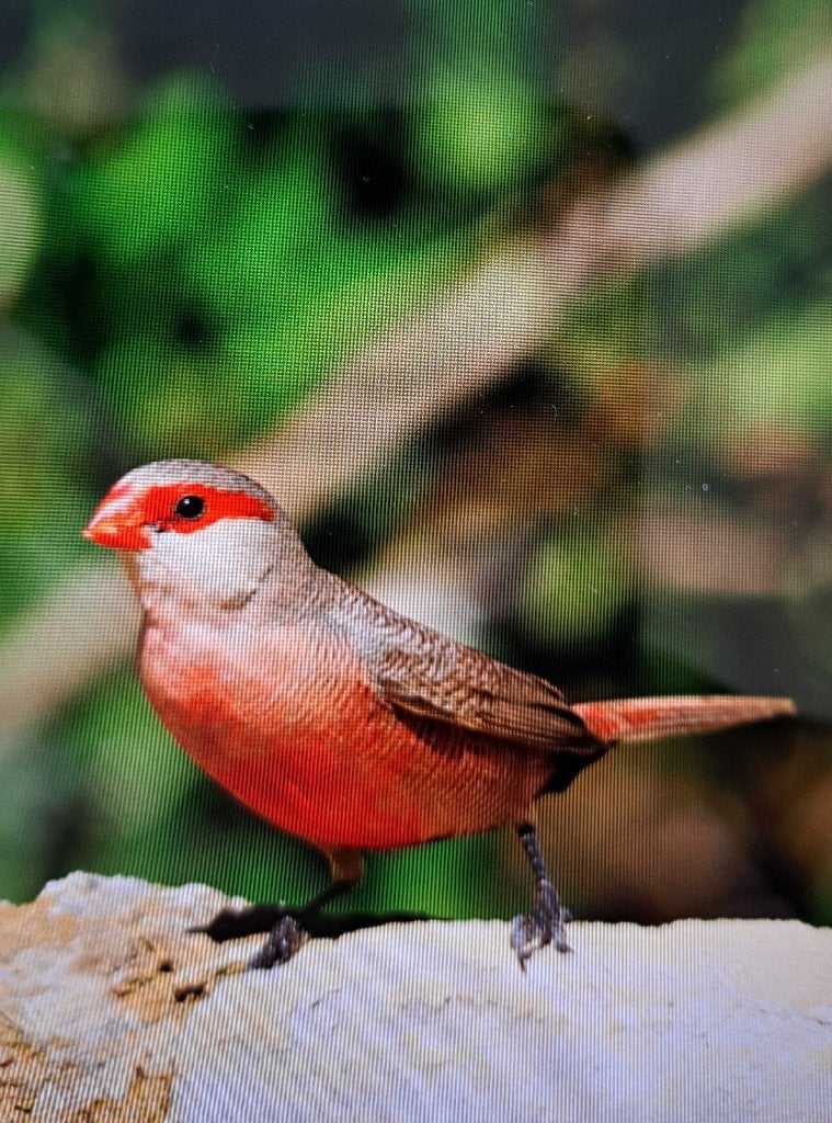 St. Helenafazantjes, Dieren en Toebehoren, Vogels | Overige Vogels, Mannelijk, Tropenvogel, Geringd
