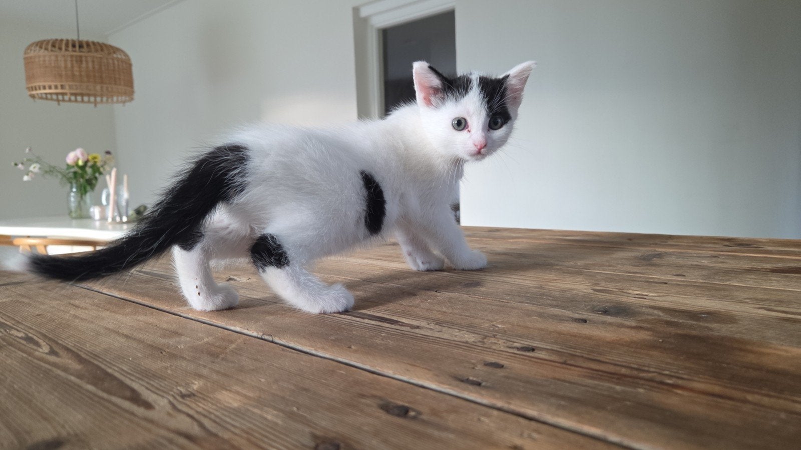Europese korthaar kittens (3poesjes), Poes, 0 tot 2 jaar