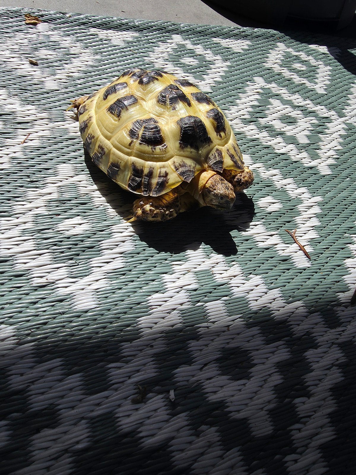 Landschildpad Tortoise - unknown for sale from L&L