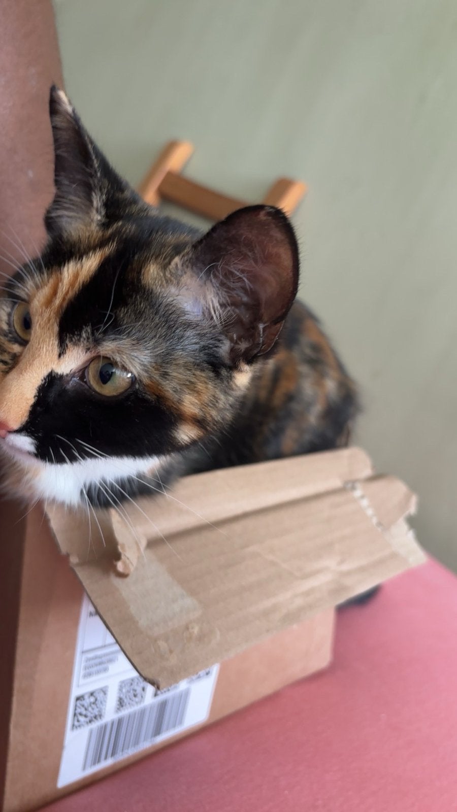 Kitten, Dieren en Toebehoren, Katten en Kittens | Dekkaters, 0 tot 2 jaar
