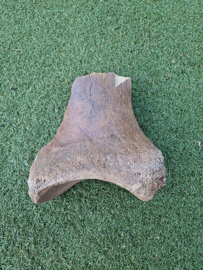 Versteende Mammoet/Dino Bot - ca 25/30 cm, Verzamelen, Mineralen en Fossielen, Ophalen of Verzenden