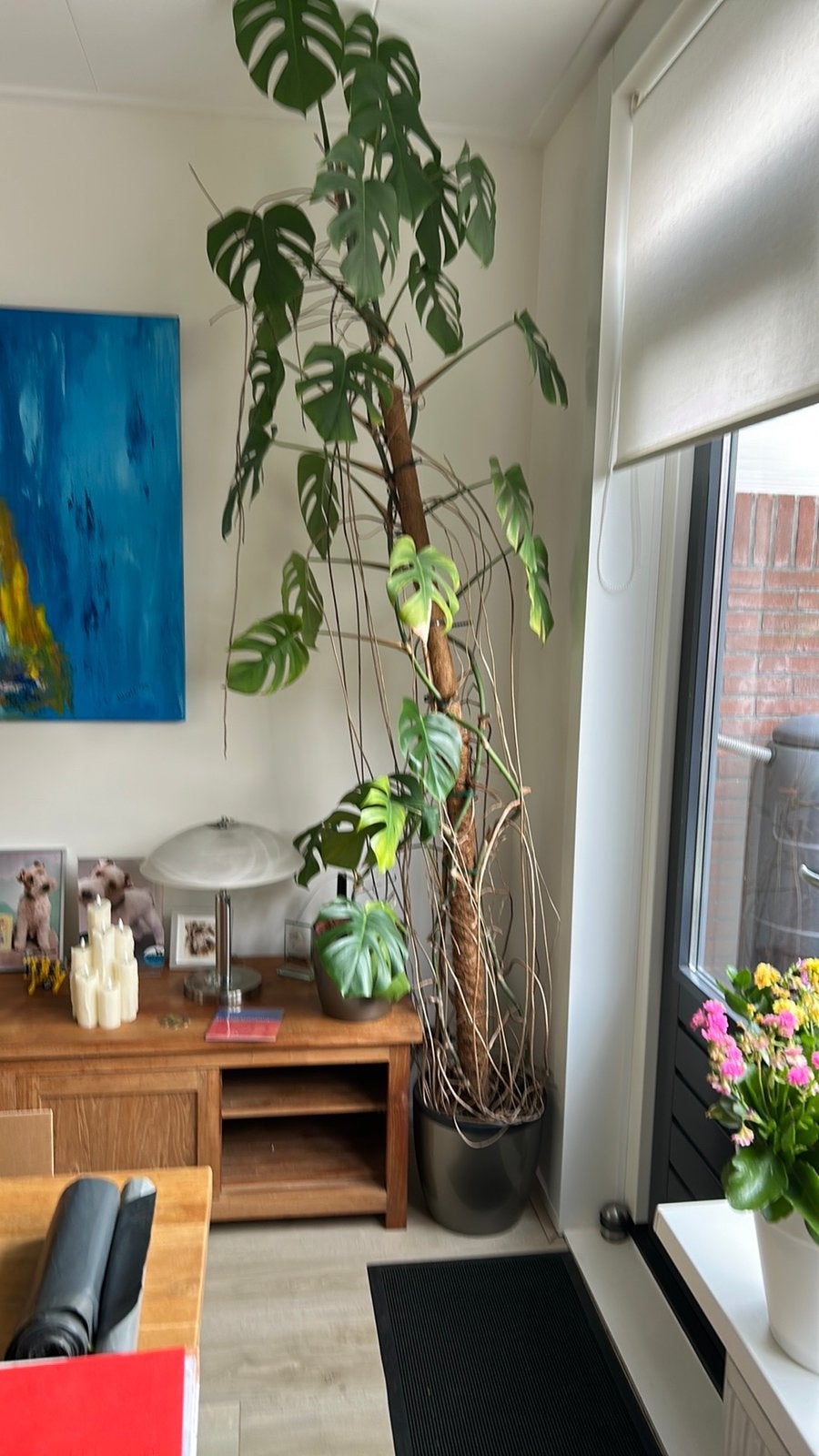 Zeer grote kamerplant GRATIS, Huis en Inrichting, Groene kamerplant, Ophalen, Halfschaduw, 200 cm of meer