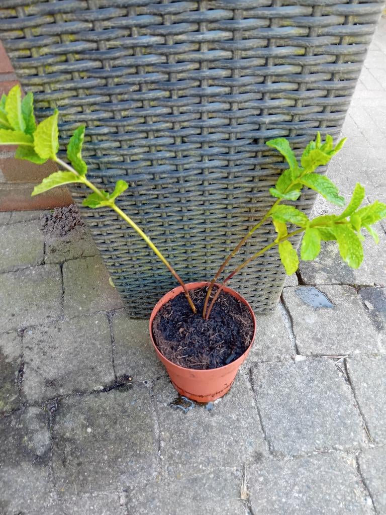 Biologische Verse Muntplant - nr.8., Vaste plant, Ophalen of Verzenden, Halfschaduw, Kruiden