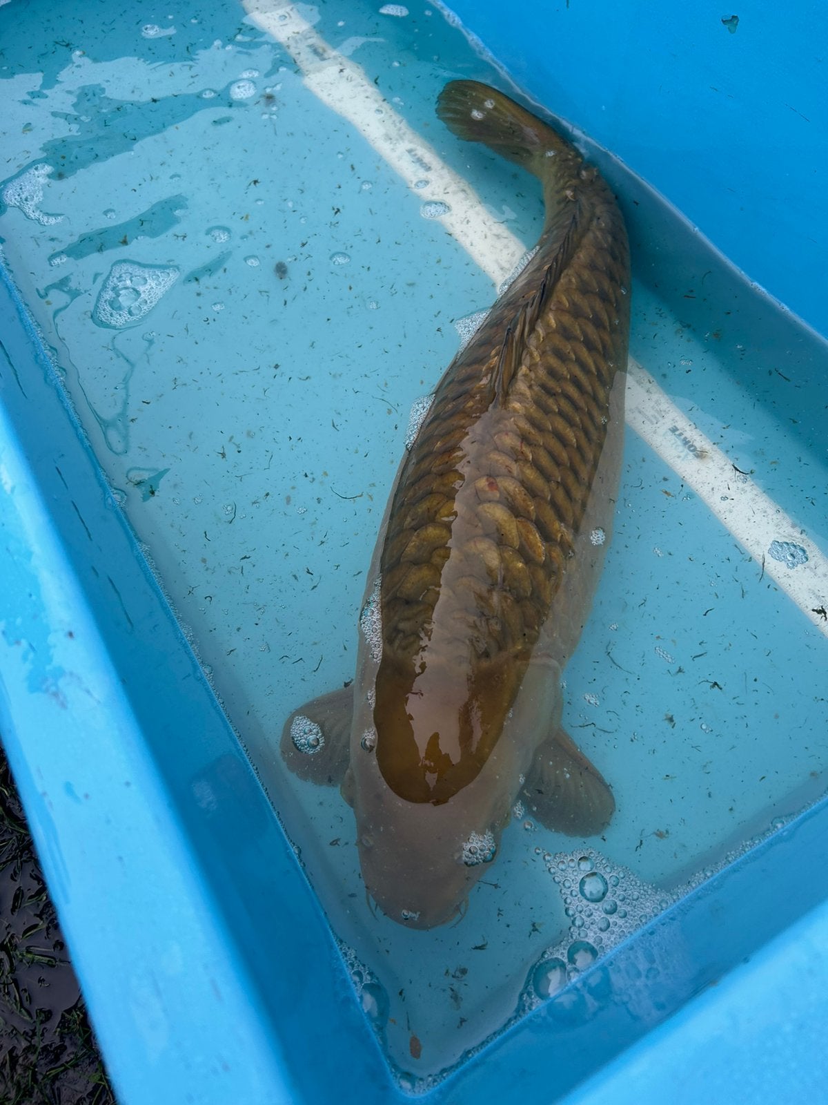 Chagoi 65 cm, Karper of Koi