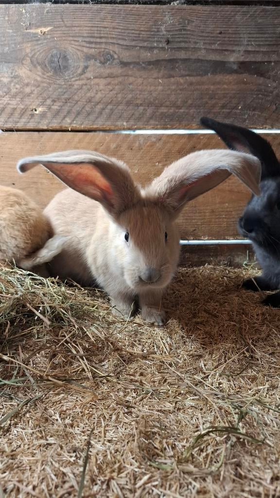 Duitse reus, Meerdere dieren, Groot