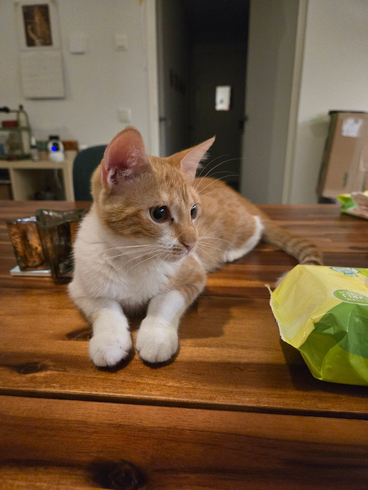 Kitten/Poes Olive is looking for a new home! 

Unfortunately, Poes
