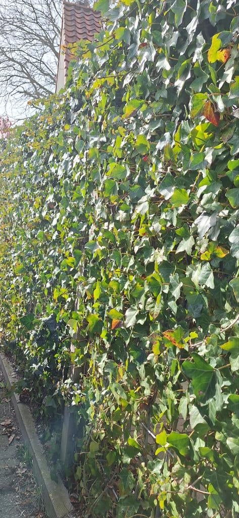 Hedera haag klimop, Ophalen of Verzenden, Overige soorten, Haag, 100 tot 250 cm