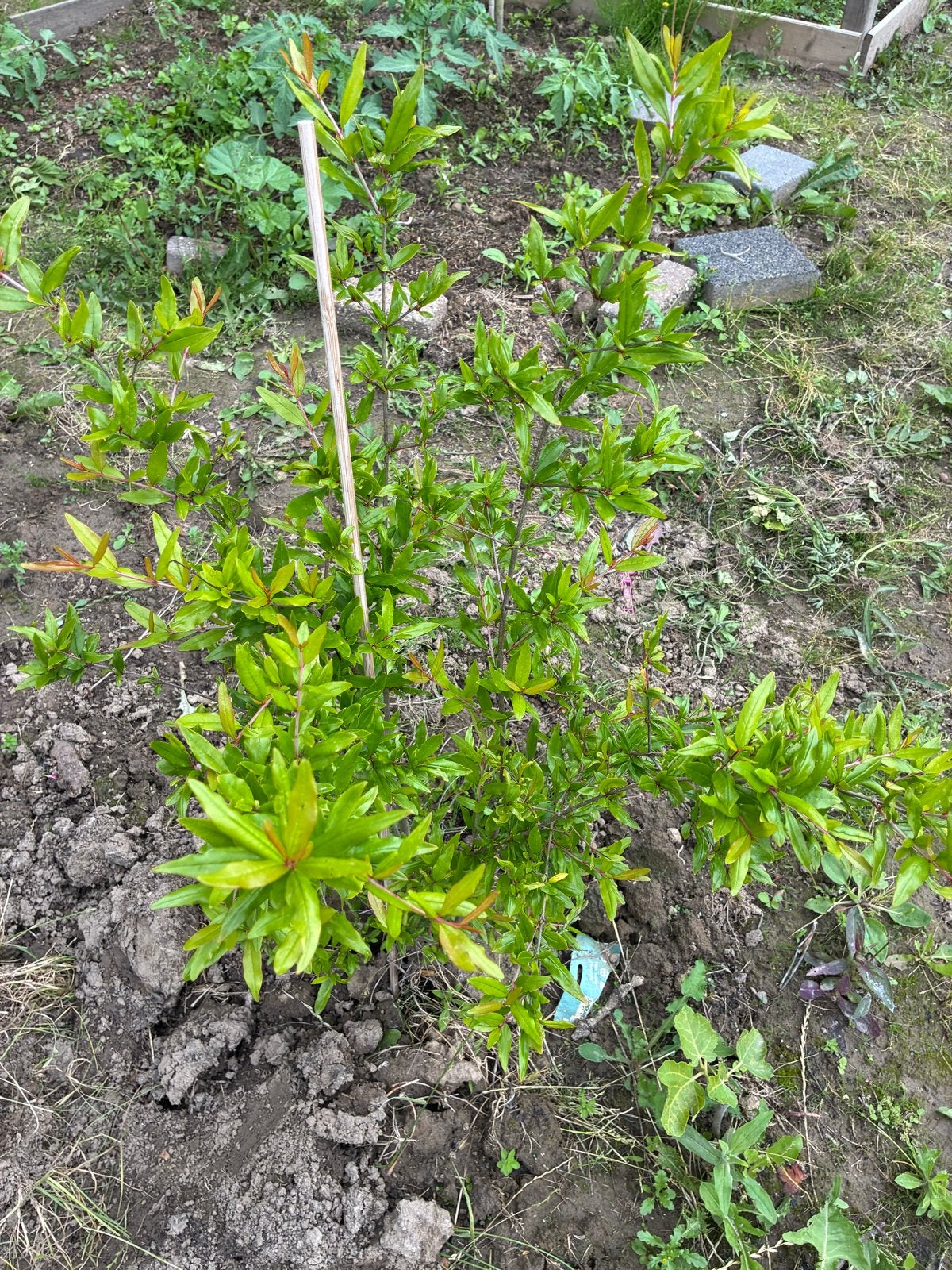 Granaatappelboom (Punica granatum) - 2 stuks, Ophalen, Volle zon, Vaste plant, Zomer