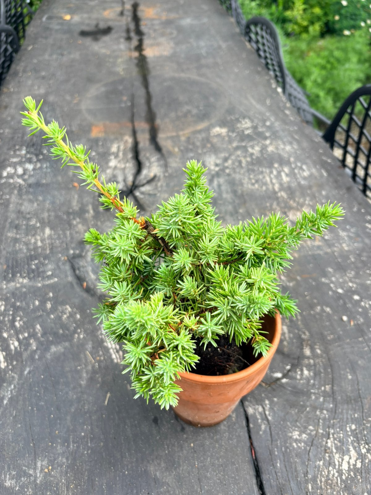 Jeneverbes laagblijvend Juniperus conferta 'Schlager', Ophalen of Verzenden, Overige soorten, Minder dan 100 cm