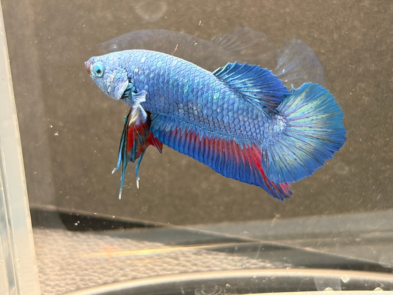 Betta Splendens, kempvis man, blauw rood zie omschrijving, Vis, Zoetwatervis