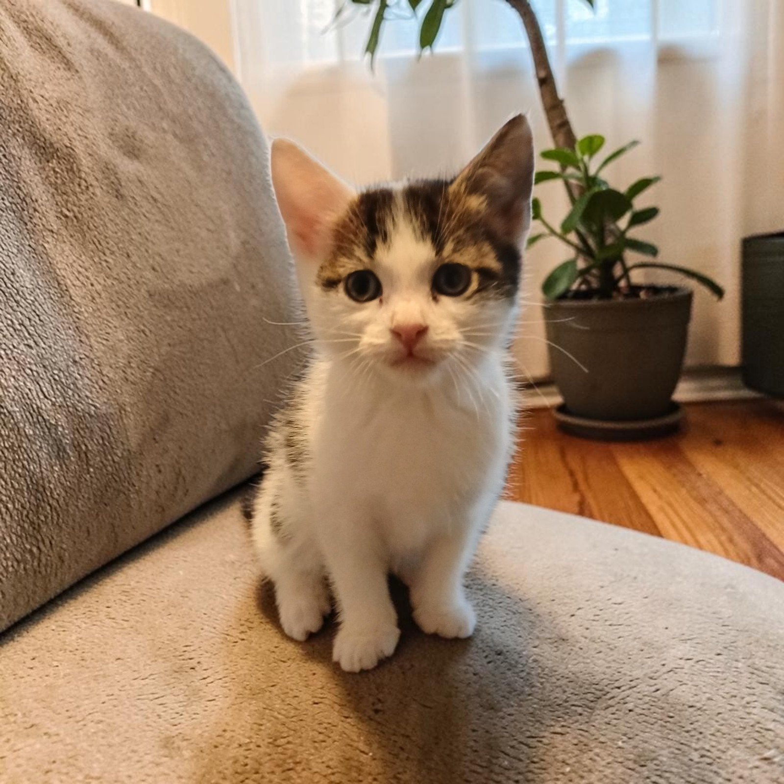 Europese korthaar kittens Ontwormt,vlo vrij,zindelijk, Poes, Ontwormd, 0 tot 2 jaar