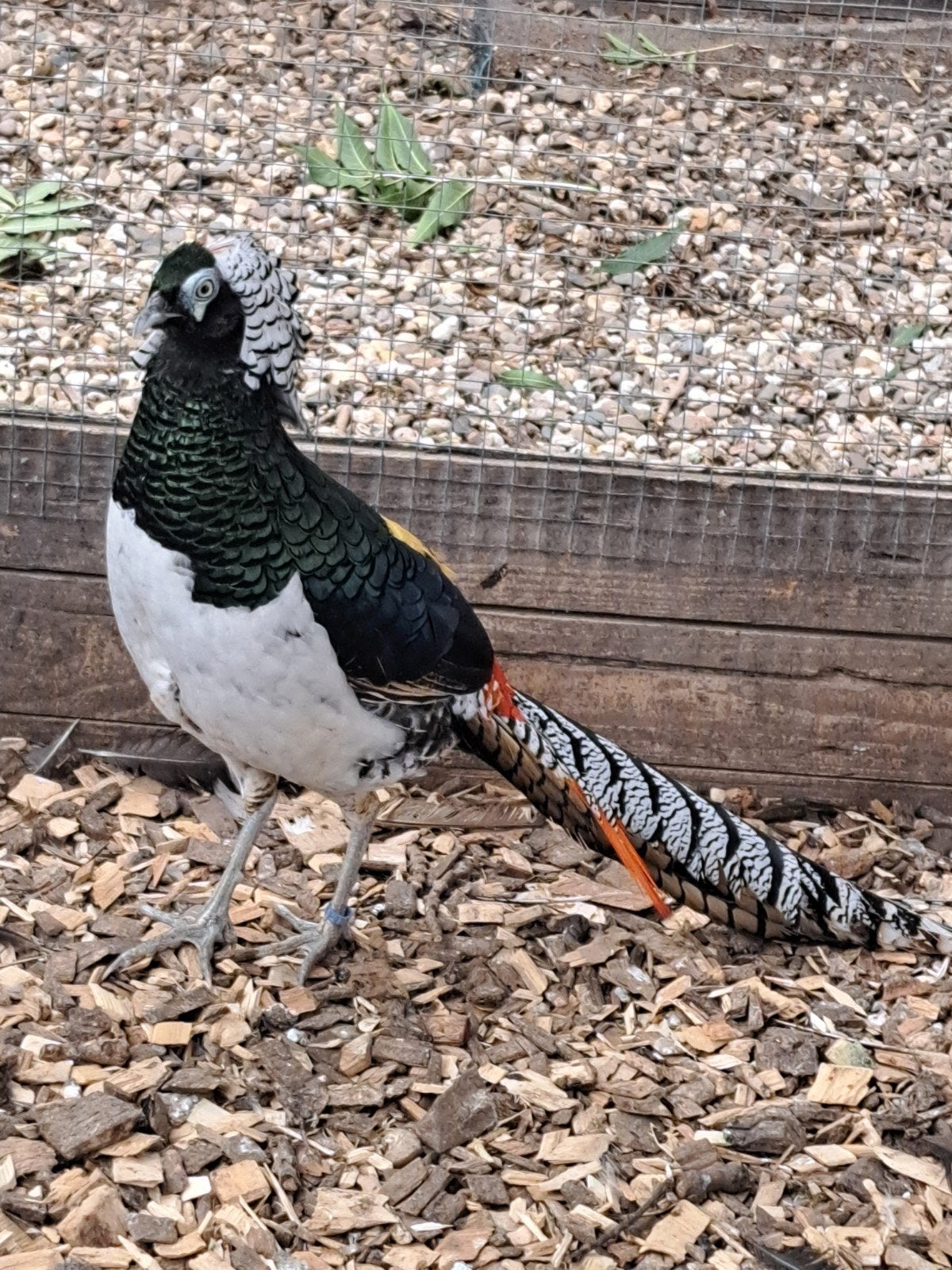 diverse soorten PAUWEN, FAZANTEN,parelhoenders,ect., Dieren en Toebehoren, Meerdere dieren, Geringd