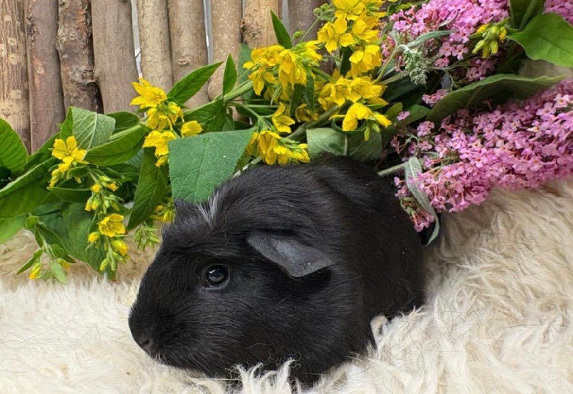 Jonge tamme CAVIA ZEUGJES ( van zorgboerderij), Dieren en Toebehoren, Cavia, Vrouwelijk, Mei, Tam