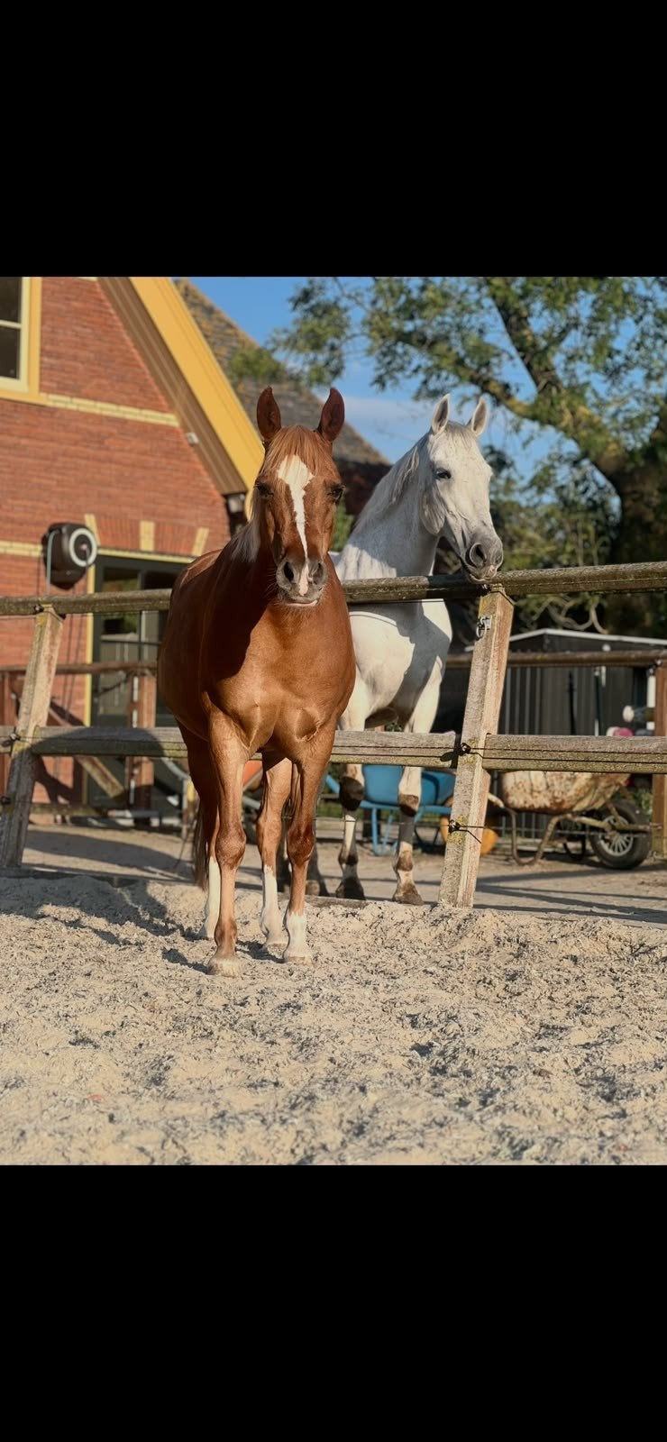 c-pony en pre paard, Merrie, 11 jaar of ouder