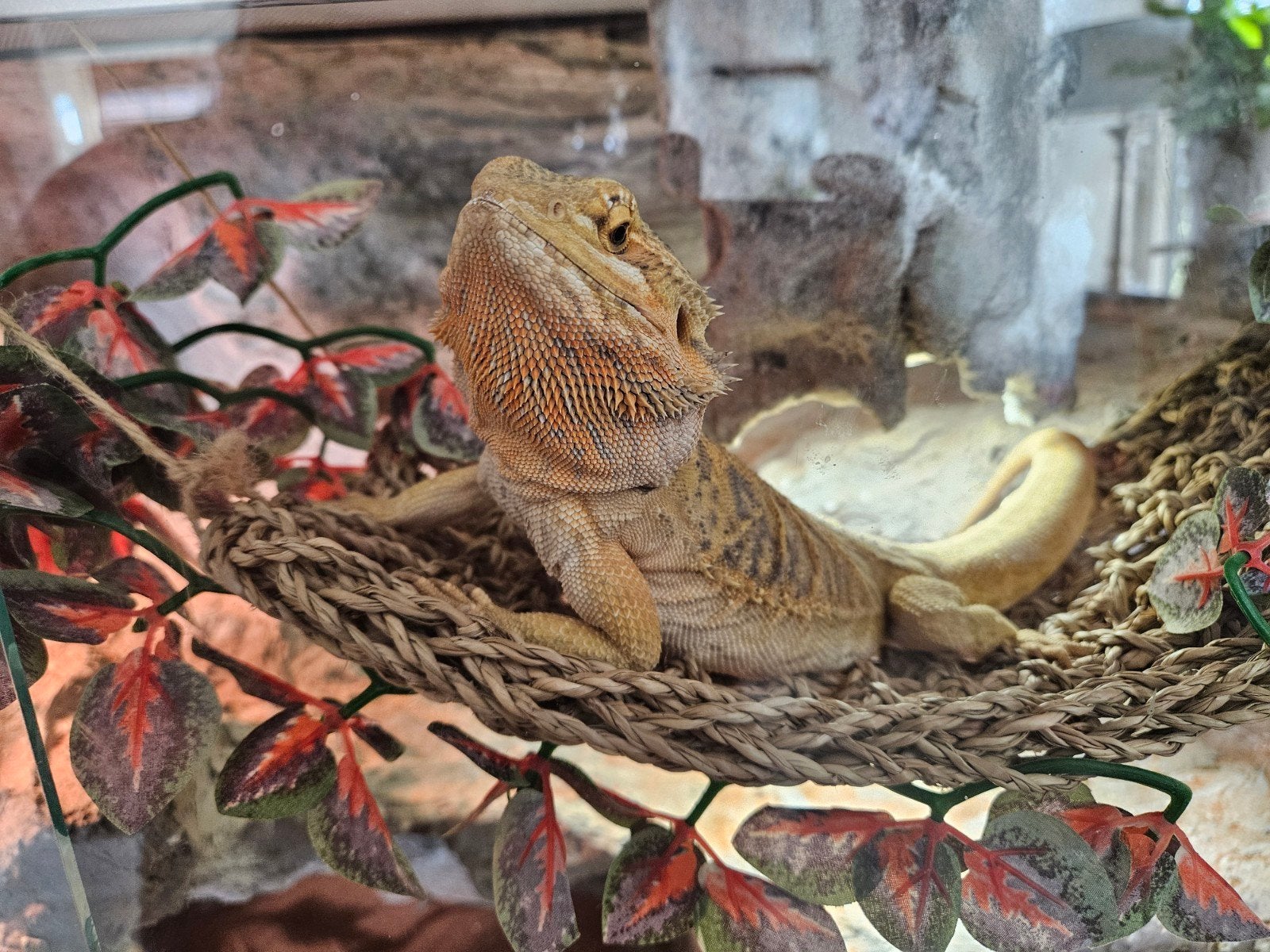 baardagaam inclusief terarium en toebehoren Bearded Dragon photo 6