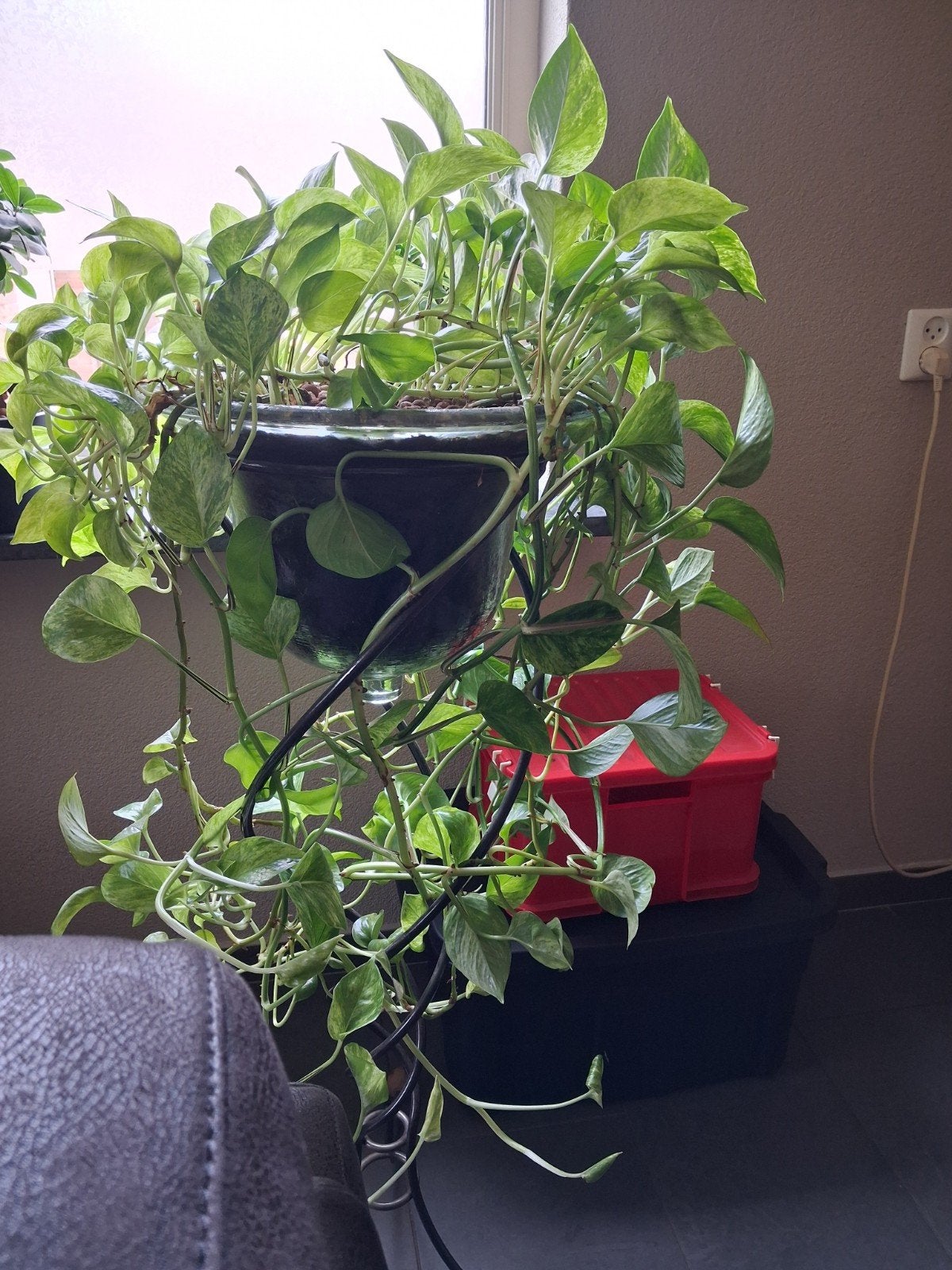 Grote hangende Pothos plant in pot, Huis en Inrichting, Kamerplanten, Overige soorten, Groene kamerplant, In pot, Ophalen