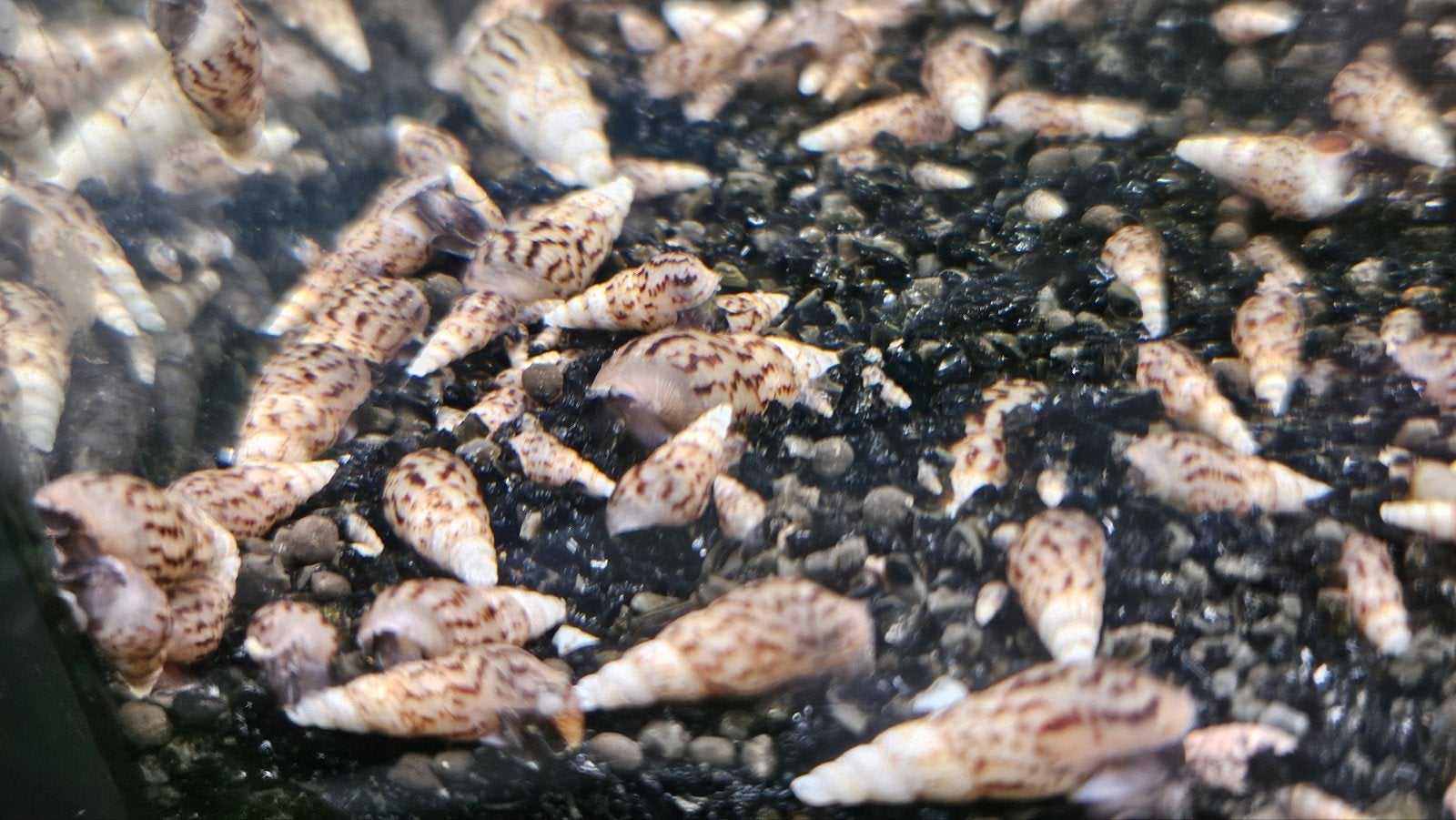 torenslakken aquarium, Slak of Weekdier